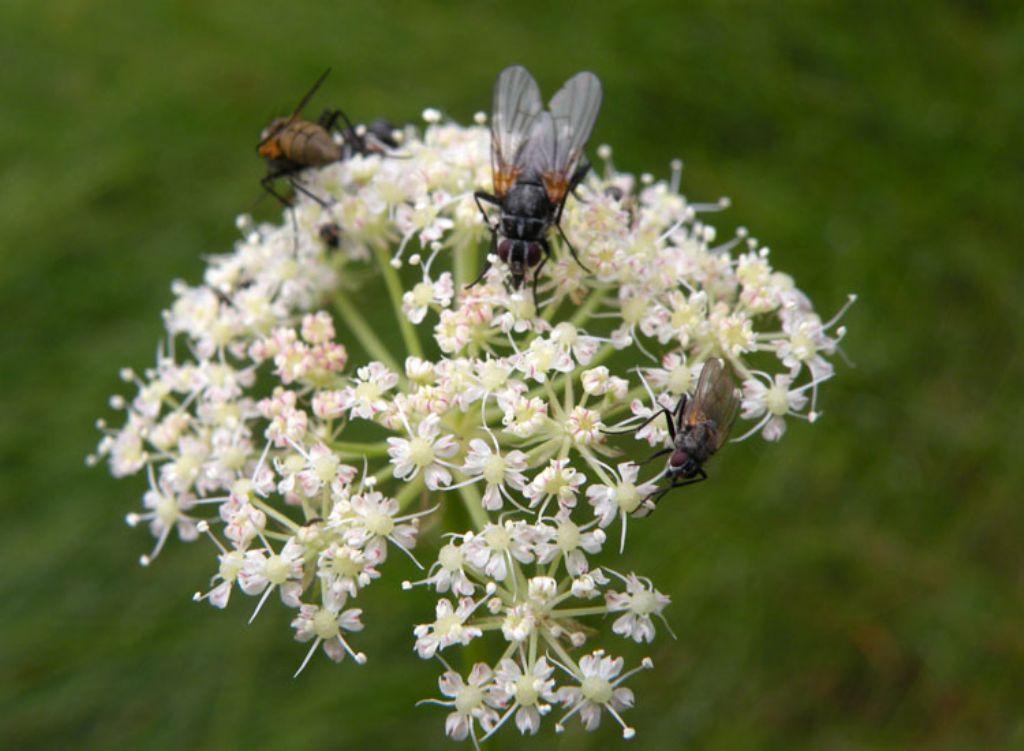 Anthomyiidae?